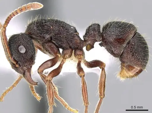 Holcoponera pittieri - CASENT0281218