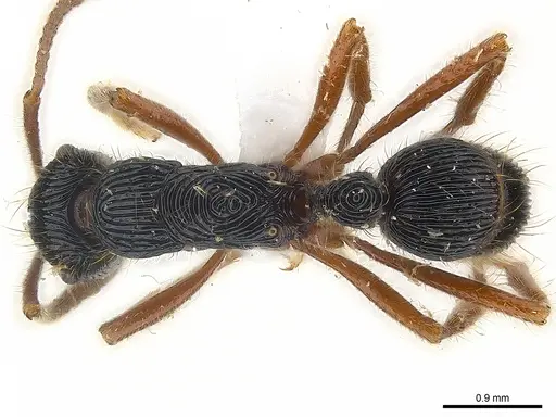 Holcoponera porcata specimen