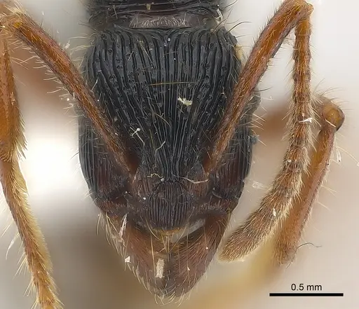 Holcoponera porcata specimen