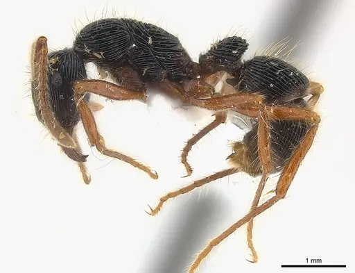 Holcoponera porcata specimen