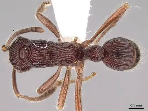 Holcoponera porcata - CASENT0281222