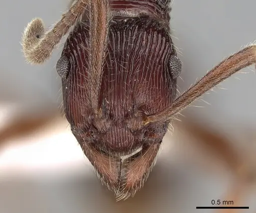 Holcoponera porcata - CASENT0281222