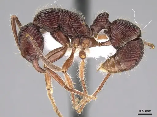 Holcoponera porcata - CASENT0281222