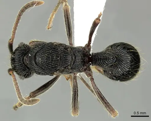 Holcoponera porcata - CASENT0616274