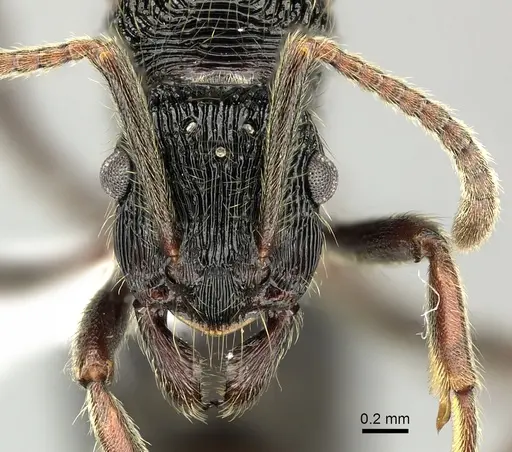 Holcoponera porcata - CASENT0616274