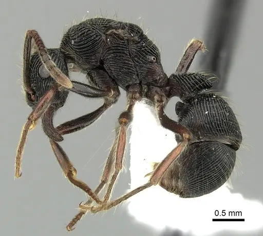 Holcoponera porcata - CASENT0616274