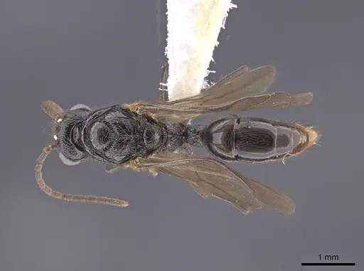 Holcoponera porcata - CASENT0648480