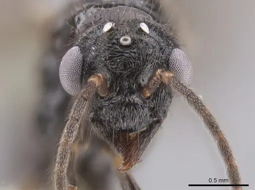 Holcoponera porcata - CASENT0648480