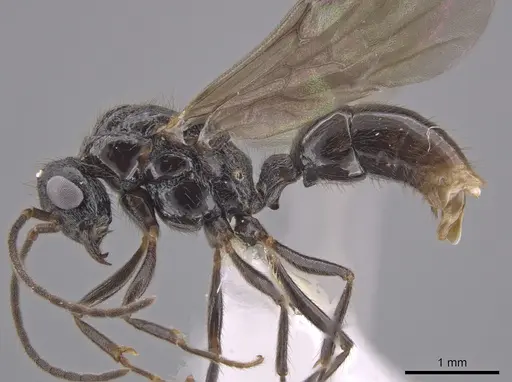 Holcoponera porcata - CASENT0648480