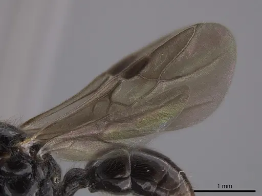 Holcoponera porcata - CASENT0648480