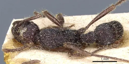 Holcoponera porcata - CASENT0903836