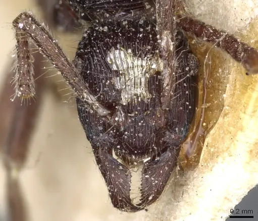 Holcoponera porcata - CASENT0903836