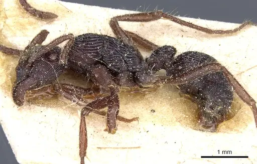 Holcoponera porcata - CASENT0903836