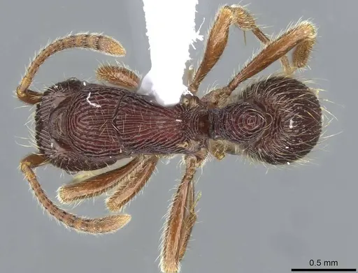 Holcoponera porcata - CASENT0911185