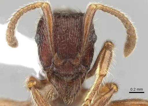 Holcoponera porcata - CASENT0911185