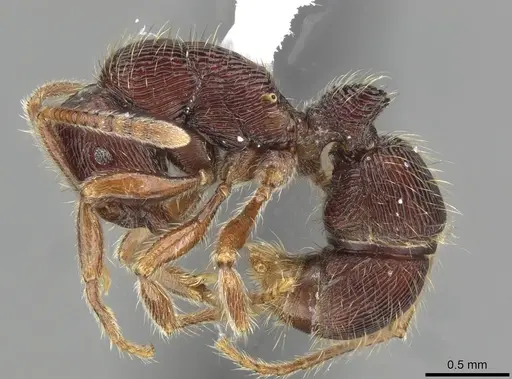 Holcoponera porcata - CASENT0911185