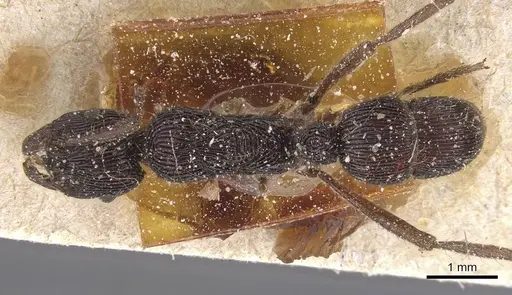 Holcoponera porcata - CASENT0915116