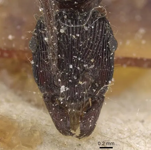 Holcoponera porcata - CASENT0915116