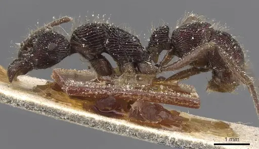 Holcoponera porcata - CASENT0915116