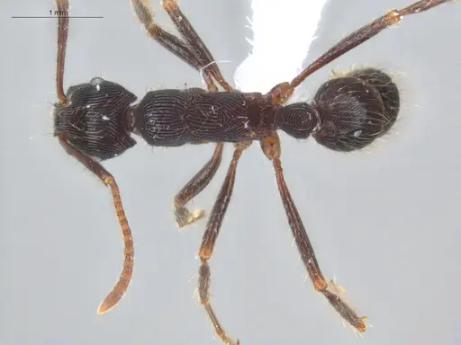 Holcoponera porcata - ECOFOG-GAL18-0116-14