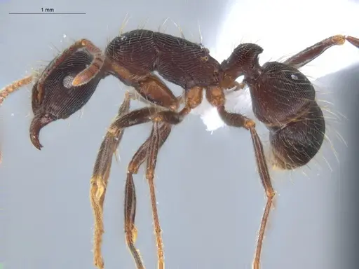 Holcoponera porcata - ECOFOG-GAL18-0116-14