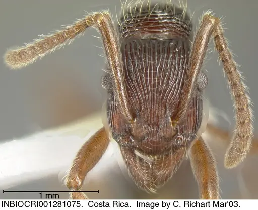 Holcoponera porcata - INBIOCRI001281075