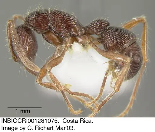 Holcoponera porcata - INBIOCRI001281075