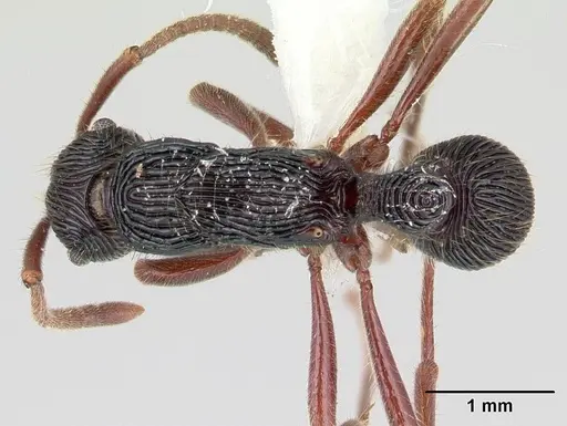 Holcoponera porcata - JTLC000004483