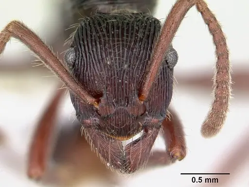 Holcoponera porcata - JTLC000004483