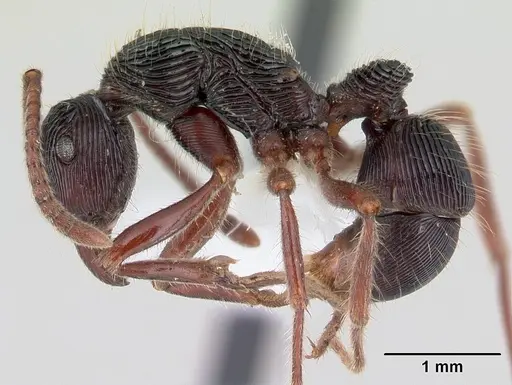 Holcoponera porcata - JTLC000004483