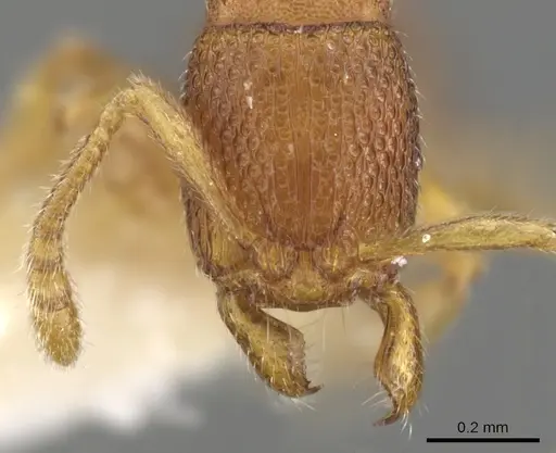 Holcoponera sila specimen