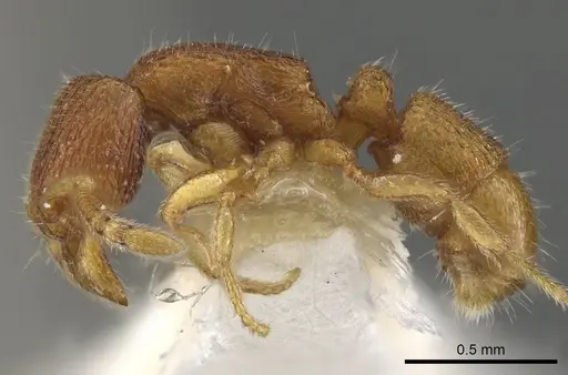 Holcoponera sila specimen