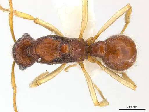Holcoponera solomonensis specimen