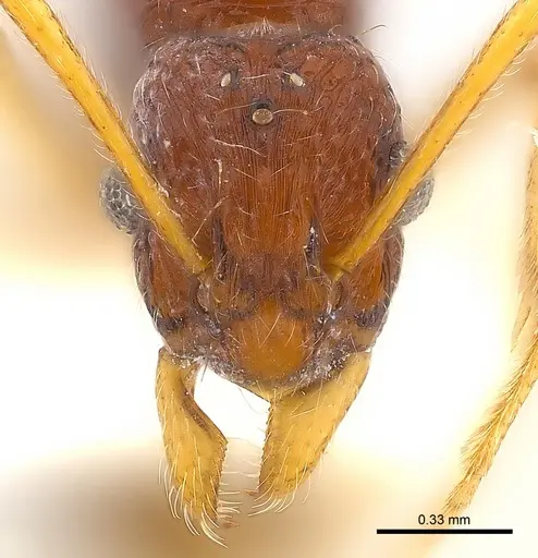 Holcoponera solomonensis specimen