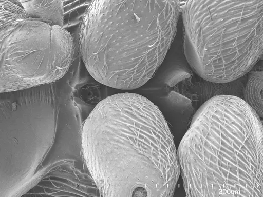 Holcoponera striatula specimen