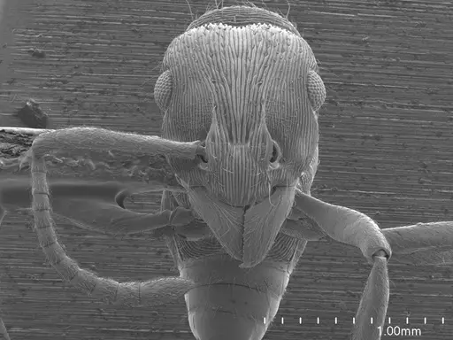 Holcoponera striatula specimen