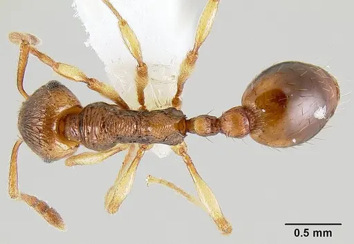 Huberia brounii specimen