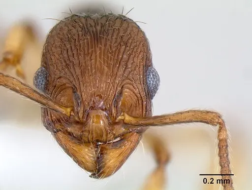 Huberia brounii specimen