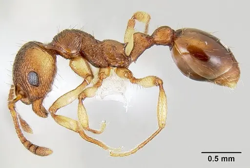 Huberia brounii specimen