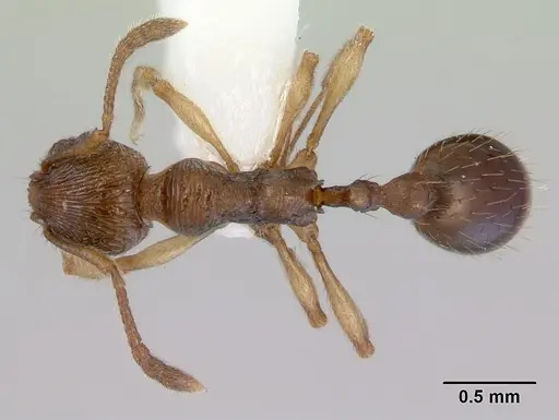 Huberia brounii - CASENT0172294