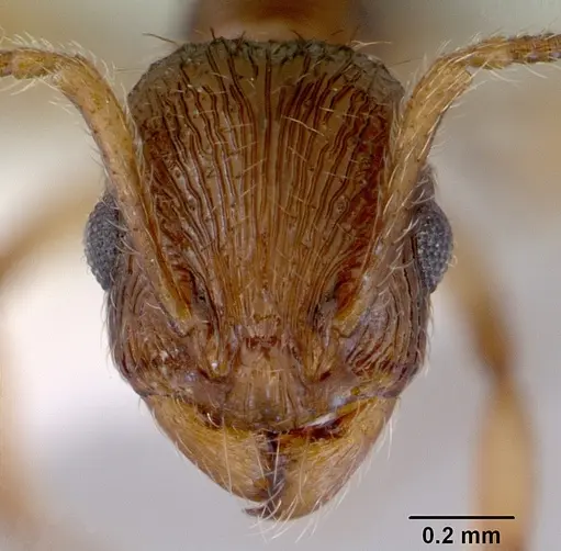 Huberia brounii - CASENT0172294