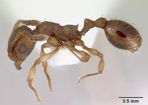 Huberia brounii - CASENT0172294