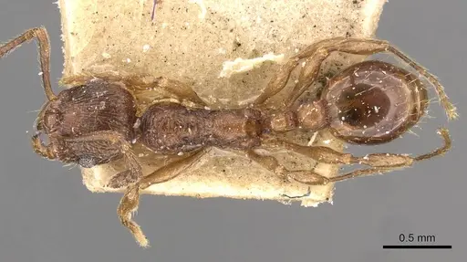 Huberia brounii - CASENT0908668