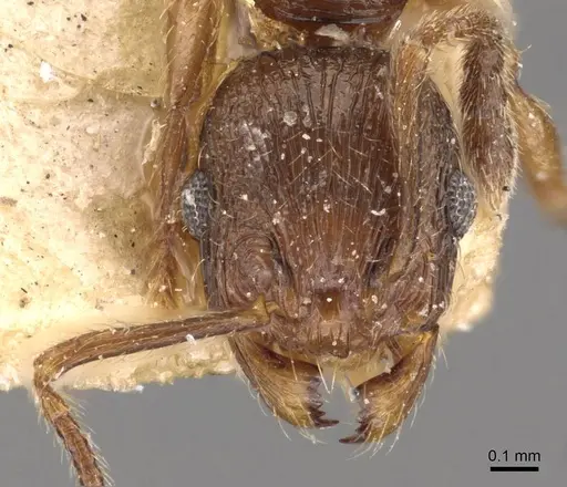 Huberia brounii - CASENT0908668