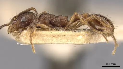 Huberia brounii - CASENT0908668