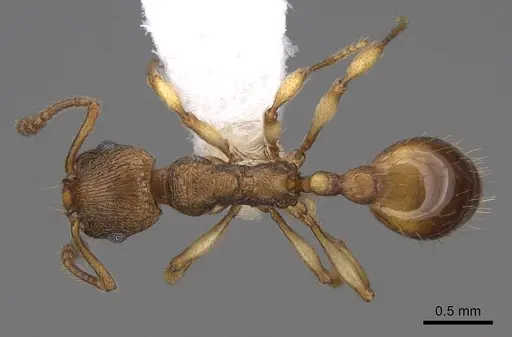 Huberia brounii - CASENT0923012