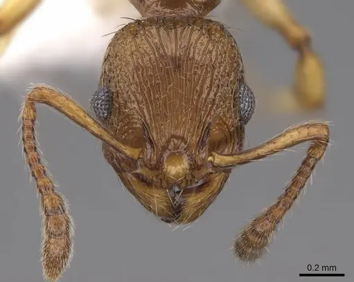 Huberia brounii - CASENT0923012