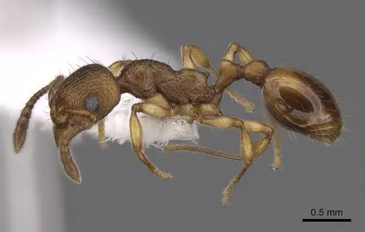 Huberia brounii - CASENT0923012