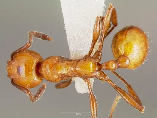 Huberia striata specimen