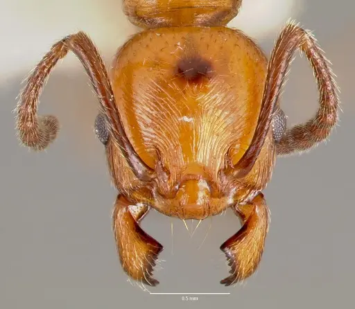 Huberia striata specimen